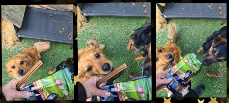 Zvíře v tísni, z.s.